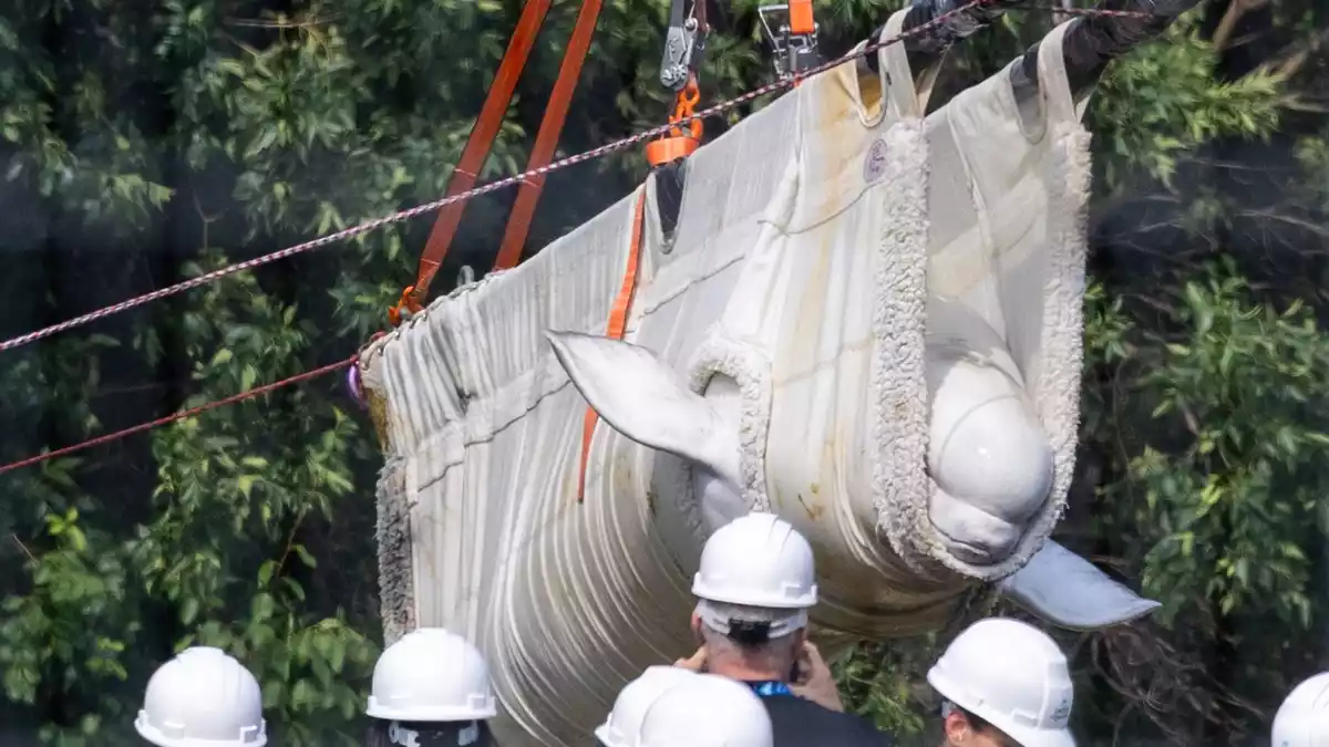 Mit aufwendigem Transport wurden die Tiere umgesiedelt. (Archivbild) - Bild: Carlos Osorio/The Canadian Press via AP/dpa