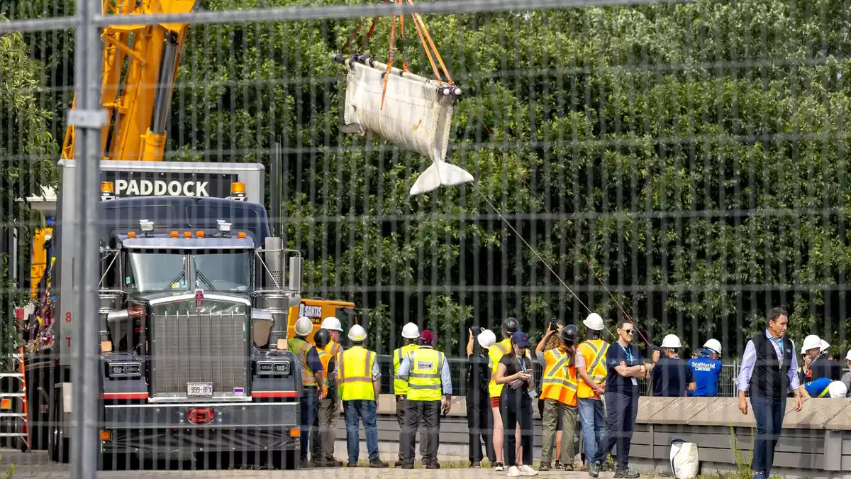 Für den Einsatz wurden Kräne benötigt. - Bild: Carlos Osorio/The Canadian Press via AP/dpa