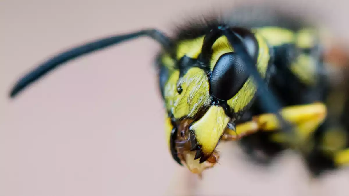 Wespen begleiten uns in den Herbst - Bild: Julian Stratenschulte/dpa