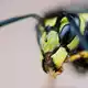 Wespen begleiten uns in den Herbst - Bild: Julian Stratenschulte/dpa