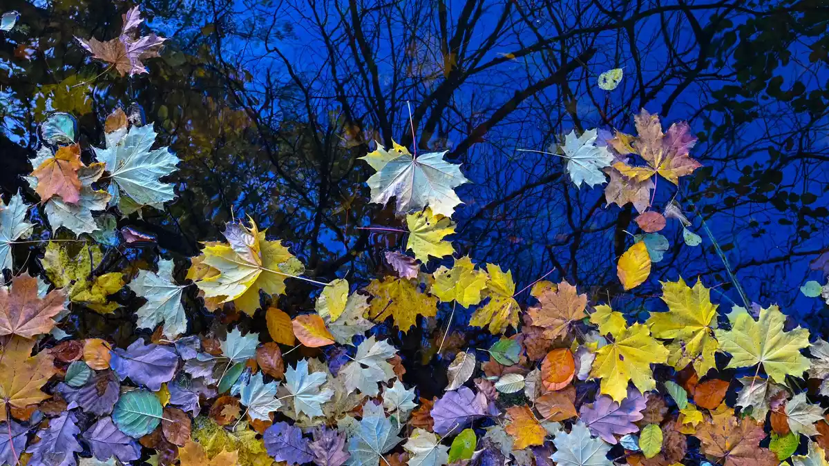 Im Herbst zeigt sich die Natur bunt  - Bild: Patrick Pleul/dpa