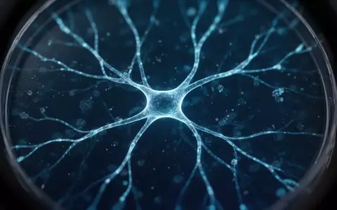 Mikroskopische Aufnahme von neuronalem Gewebe in einem Labor zur Veranschaulichung neurologischer Forschung. - Foto: über boerse-global.de