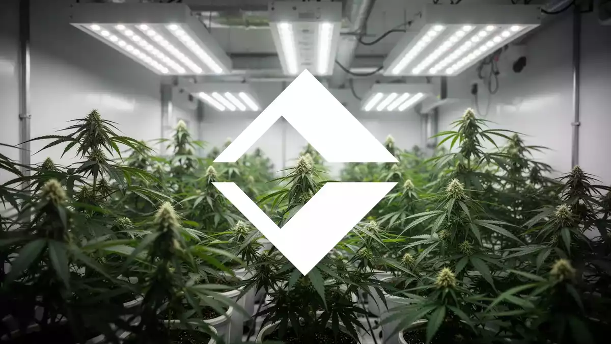 Trulieve bereitet sich auf mögliche Cannabis-Neuklassifizierung vor