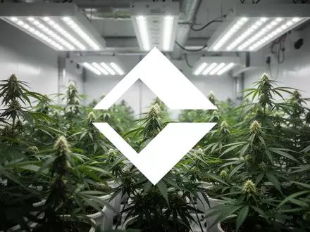 Moderne vertikale Landwirtschaftsanlage mit üppig grünen Cannabispflanzen unter professioneller LED-Beleuchtung. - Foto: über boerse-global.de