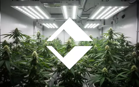 Moderne vertikale Landwirtschaftsanlage mit üppig grünen Cannabispflanzen unter professioneller LED-Beleuchtung. - Foto: über boerse-global.de