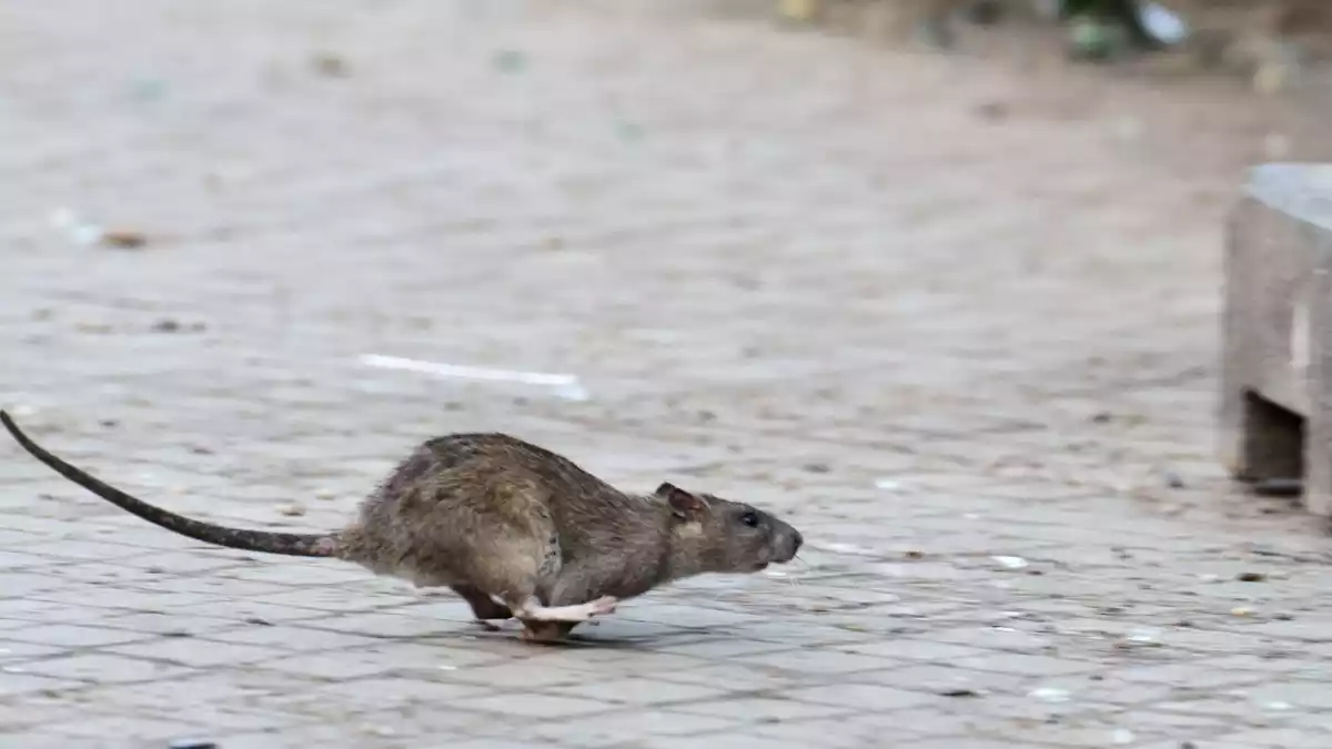 New Yorks Kampf gegen die Ratten zeigt nach Angaben der Stadtreinigung Erfolge. (Archivbild) - Bild: Bernd von Jutrczenka/dpa