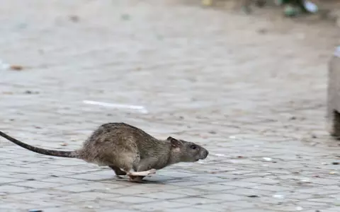New Yorks Kampf gegen die Ratten zeigt nach Angaben der Stadtreinigung Erfolge. (Archivbild) - Foto: Bernd von Jutrczenka/dpa
