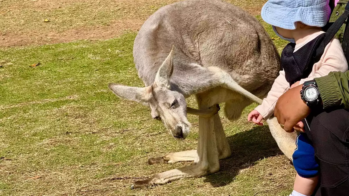 Im Australia Zoo können Besucher der australischen Tierwelt ganz nah kommen. - Bild: Carola Frentzen/dpa