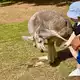 Im Australia Zoo können Besucher der australischen Tierwelt ganz nah kommen. - Bild: Carola Frentzen/dpa