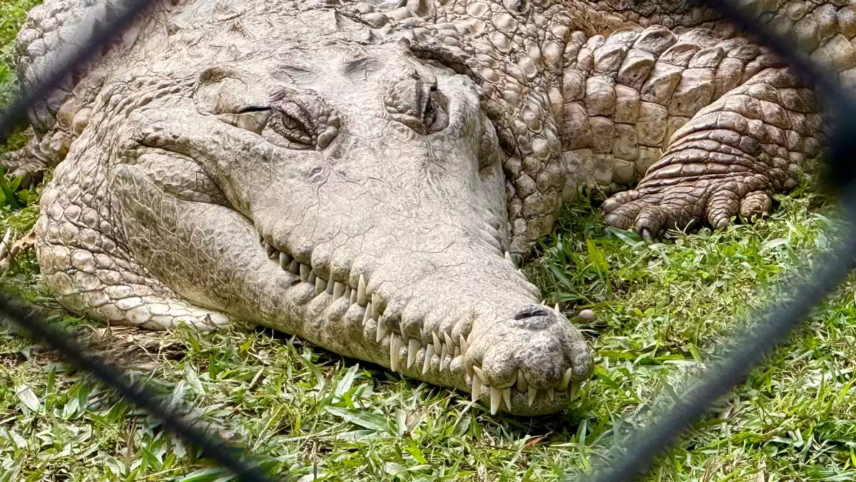 Krokodile: Wohl niemand hat sie so berühmt gemacht wie «Crocodile Hunter» Steve Irwin.  - Bild: Carola Frentzen/dpa