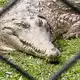 Krokodile: Wohl niemand hat sie so berühmt gemacht wie «Crocodile Hunter» Steve Irwin.  - Bild: Carola Frentzen/dpa