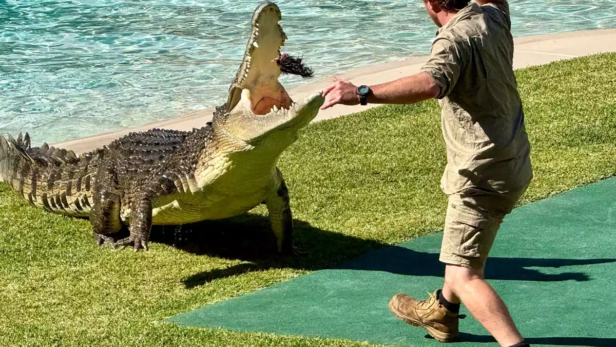 Heute führen Ranger die berühmte Krokodilshow im Australia Zoo vor - und geben Tipps zum Umgang mit den Reptilien. - Bild: Carola Frentzen/dpa