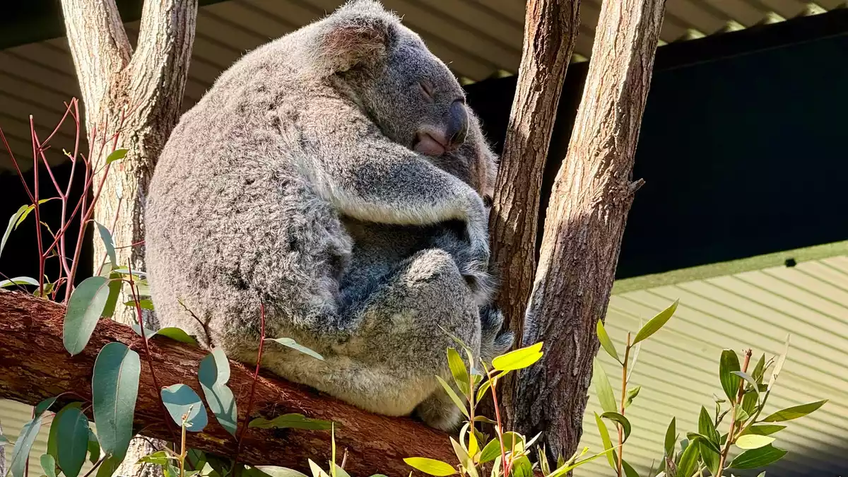 Die Irwins leiten auch ein Schutzgebiet für Koalas, eine der bekanntesten Tierarten Australiens. - Bild: Carola Frentzen/dpa
