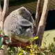 Die Irwins leiten auch ein Schutzgebiet für Koalas, eine der bekanntesten Tierarten Australiens. - Bild: Carola Frentzen/dpa