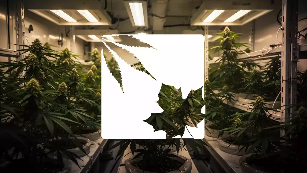 OrganiGram meldet Rekordumsatz dank Sanity-Group-Konsolidierung