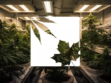 Moderne, professionelle Indoor-Cannabis-Anlage mit kontrollierter Beleuchtung und üppigen Pflanzen. - Foto: über boerse-global.de