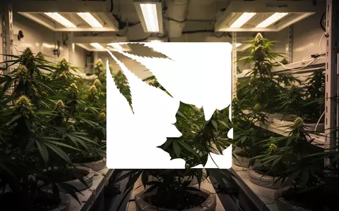 Moderne, professionelle Indoor-Cannabis-Anlage mit kontrollierter Beleuchtung und üppigen Pflanzen. - Foto: über boerse-global.de