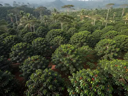 Luftaufnahme einer üppigen Kaffeepflanzung in Ostafrika zur Überwachung der Landnutzung. - Foto: über boerse-global.de