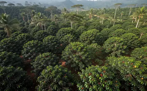 Luftaufnahme einer üppigen Kaffeepflanzung in Ostafrika zur Überwachung der Landnutzung. - Foto: über boerse-global.de