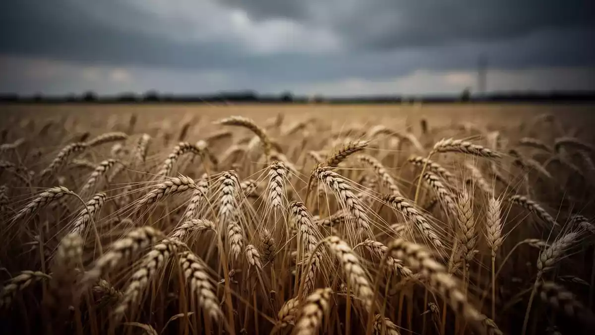 WisdomTree Wheat 3x: Jahreshoch trotz kräftiger Wochenkorrektur