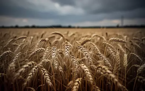 Nahaufnahme von goldenen Weizenähren auf einem Feld unter einem dramatischen, bewölkten Himmel. - Foto: über boerse-global.de