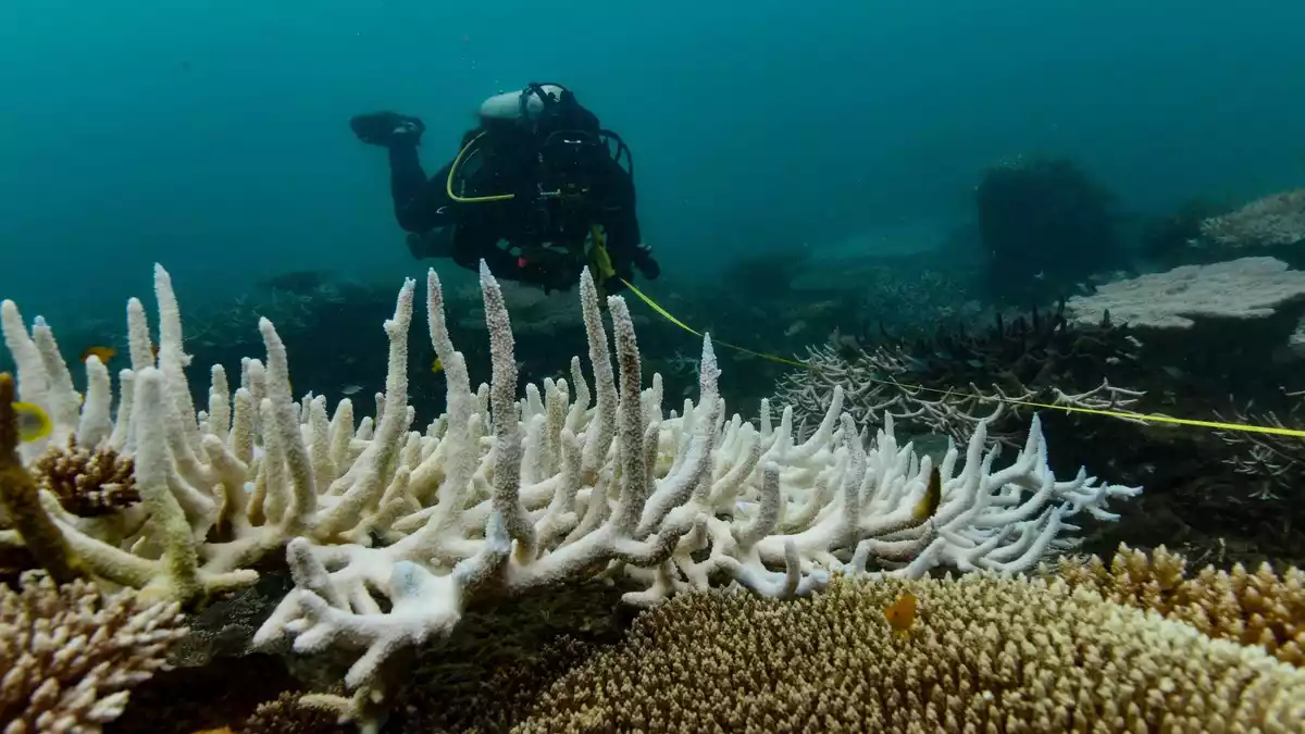 Korallenriffe weltweit geraten zunehmend unter Druck. - Bild: Grace Frank/AIMS (Australian Institute of Marine Science)/dpa