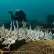 Korallenriffe weltweit geraten zunehmend unter Druck. - Bild: Grace Frank/AIMS (Australian Institute of Marine Science)/dpa