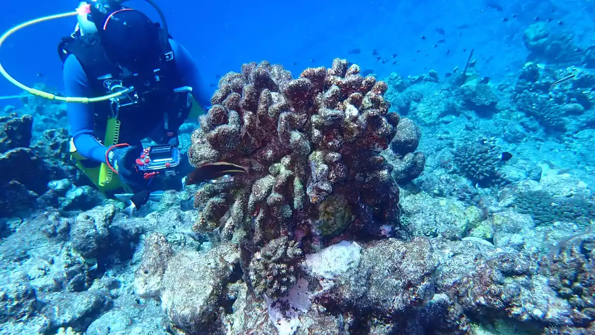Für die globale Bestandsaufnahme wurden mehr als 21 Millionen Beobachtungen von mehr als 36.800 Riff-Standorten ausgewertet. - Bild: James Gilmour/AIMS (Australian Institute of Marine Science)/dpa