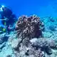 Für die globale Bestandsaufnahme wurden mehr als 21 Millionen Beobachtungen von mehr als 36.800 Riff-Standorten ausgewertet. - Bild: James Gilmour/AIMS (Australian Institute of Marine Science)/dpa