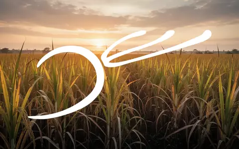 Weites Zuckerrohrfeld bei Sonnenuntergang als Symbol für die globale Zuckerknappheit und Agrarmärkte. - Foto: über boerse-global.de