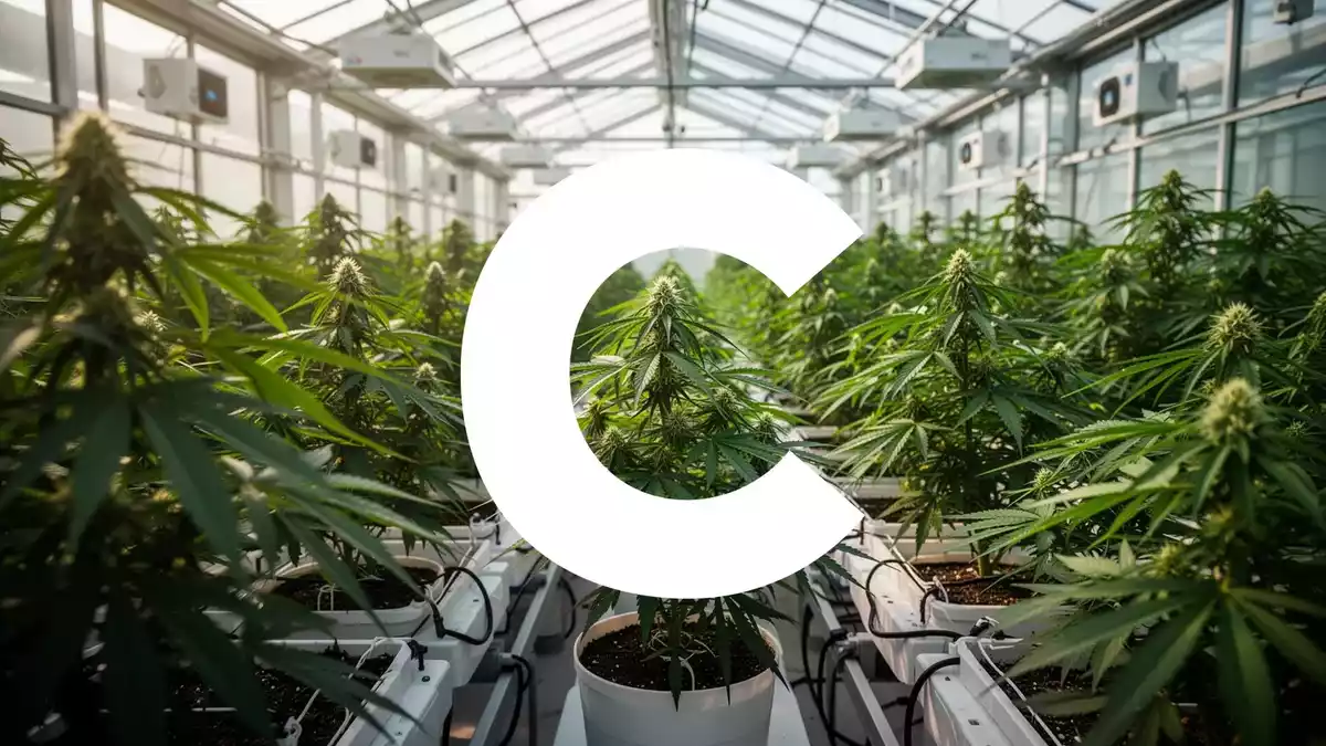 Cresco Labs: Gewinn und US-Reformen treiben Cannabis-Aktie