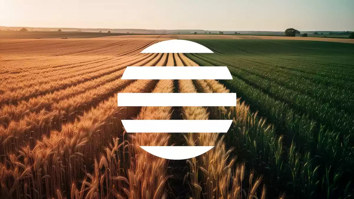 Bunge Global hebt Gewinnziel an und beendet Rückkaufprogramm