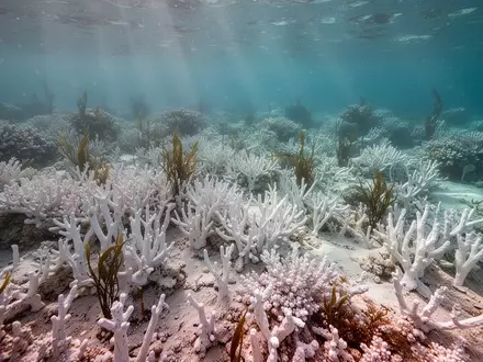 Ein durch den Klimawandel gebleichtes Korallenriff mit zunehmendem Algenbewuchs unter Wasser. - Foto: über boerse-global.de