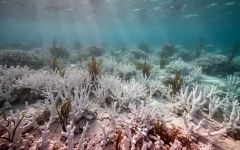 Ein durch den Klimawandel gebleichtes Korallenriff mit zunehmendem Algenbewuchs unter Wasser. - Foto: über boerse-global.de