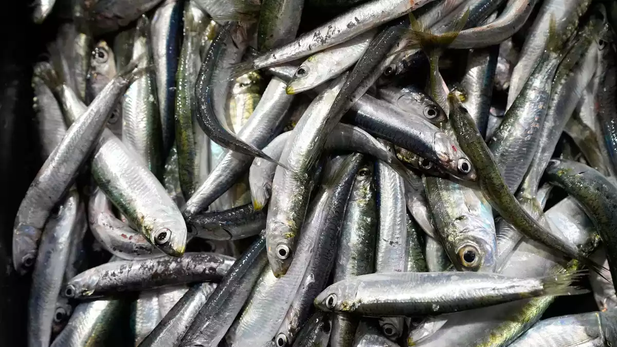 Der Großteil des europäischen Bedarfs an Sardinen wird mit Importen aus Marokko gedeckt. (Symbolbild) - Bild: Darko Bandic/AP/dpa