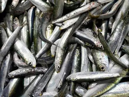 Der Großteil des europäischen Bedarfs an Sardinen wird mit Importen aus Marokko gedeckt. (Symbolbild) - Foto: Darko Bandic/AP/dpa