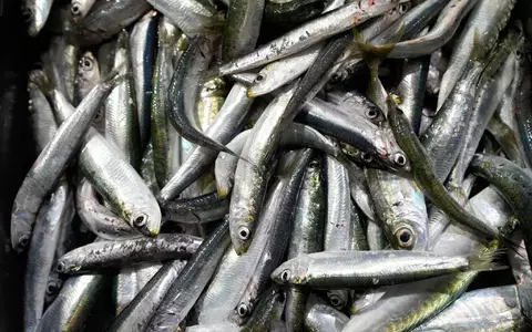 Der Großteil des europäischen Bedarfs an Sardinen wird mit Importen aus Marokko gedeckt. (Symbolbild) - Foto: Darko Bandic/AP/dpa