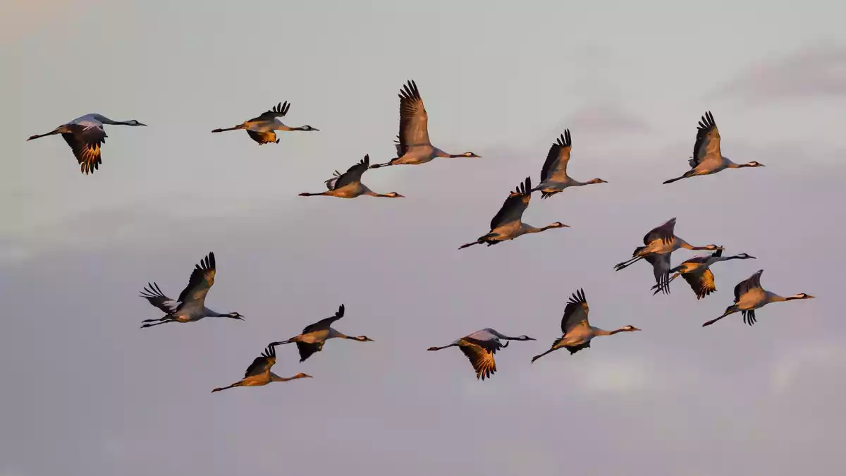 Kraniche fliegen zum Sonnenaufgang über dem Naturpark Niederlausitzer Landrücken. (Archivbild) - Bild: Patrick Pleul/dpa