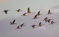 Kraniche fliegen zum Sonnenaufgang über dem Naturpark Niederlausitzer Landrücken. (Archivbild) - Foto: Patrick Pleul/dpa