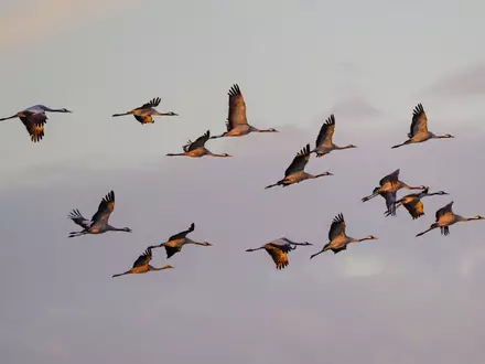 Kraniche fliegen zum Sonnenaufgang über dem Naturpark Niederlausitzer Landrücken. (Archivbild) - Foto: Patrick Pleul/dpa