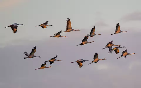 Kraniche fliegen zum Sonnenaufgang über dem Naturpark Niederlausitzer Landrücken. (Archivbild) - Foto: Patrick Pleul/dpa