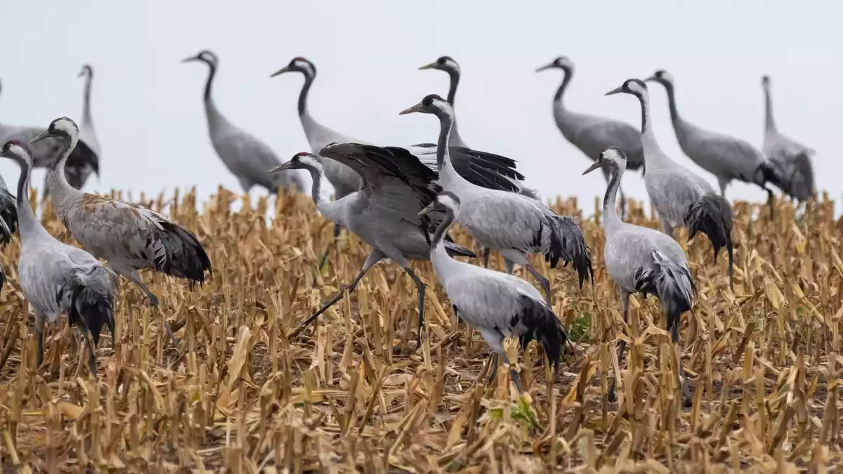 Kraniche sind bei der Suche nach Futter. (Archivbild) - Bild: Stefan Sauer/dpa
