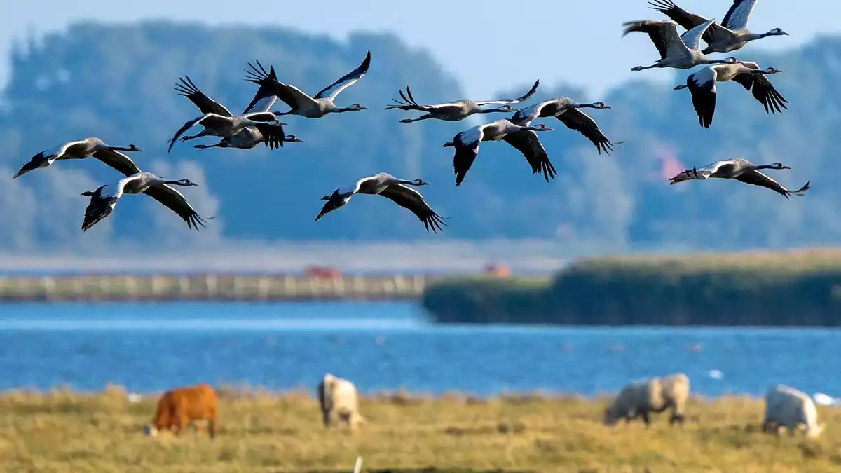 Kraniche auf der Halbinsel Fischland-Darß (Archivbild) - Bild: Jens Büttner/dpa/dpa-tmn