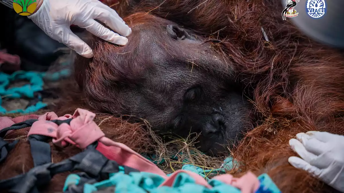 Das Orang-Utan-Männchen starb wahrscheinlich infolge der Waldbrände. - Bild: -/Yayasan Inisiasi Alam Rehabilitasi Indonesia (YIARI)/dpa