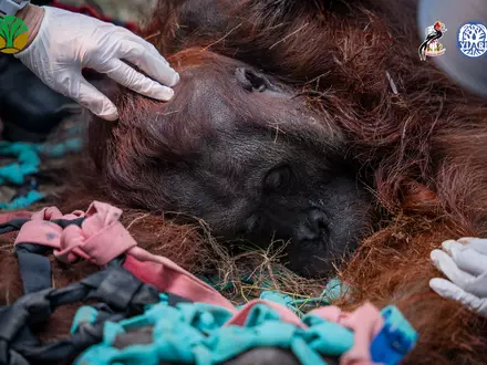 Das Orang-Utan-Männchen starb wahrscheinlich infolge der Waldbrände. - Foto: -/Yayasan Inisiasi Alam Rehabilitasi Indonesia (YIARI)/dpa