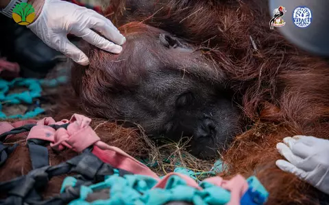 Das Orang-Utan-Männchen starb wahrscheinlich infolge der Waldbrände. - Foto: -/Yayasan Inisiasi Alam Rehabilitasi Indonesia (YIARI)/dpa