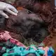 Das Orang-Utan-Männchen starb wahrscheinlich infolge der Waldbrände. - Bild: -/Yayasan Inisiasi Alam Rehabilitasi Indonesia (YIARI)/dpa