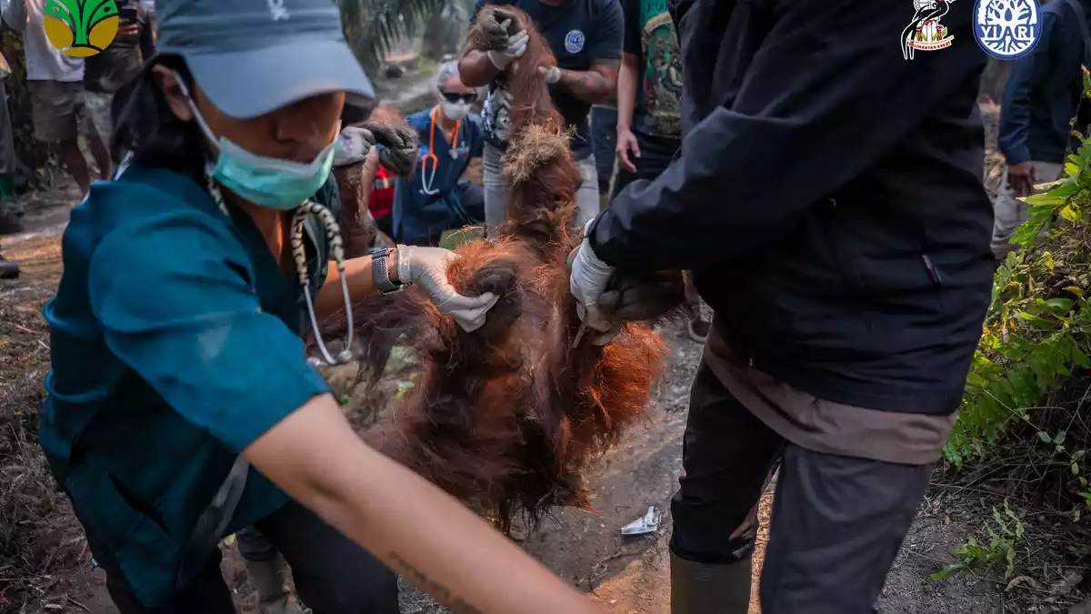 Sampurna war am Sonntag zunächst völlig geschwächt entdeckt worden - und starb später offenbar wegen Atemwegsproblemen. - Bild: -/Yayasan Inisiasi Alam Rehabilitasi Indonesia (YIARI)/dpa