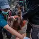 Sampurna war am Sonntag zunächst völlig geschwächt entdeckt worden - und starb später offenbar wegen Atemwegsproblemen. - Bild: -/Yayasan Inisiasi Alam Rehabilitasi Indonesia (YIARI)/dpa