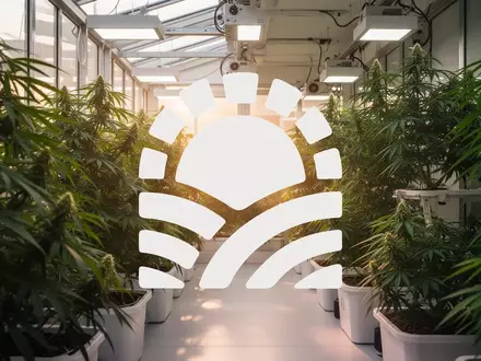 Moderne, professionelle Gewächshausanlage für Cannabisanbau mit üppigen grünen Pflanzen bei warmem Licht. - Foto: über boerse-global.de